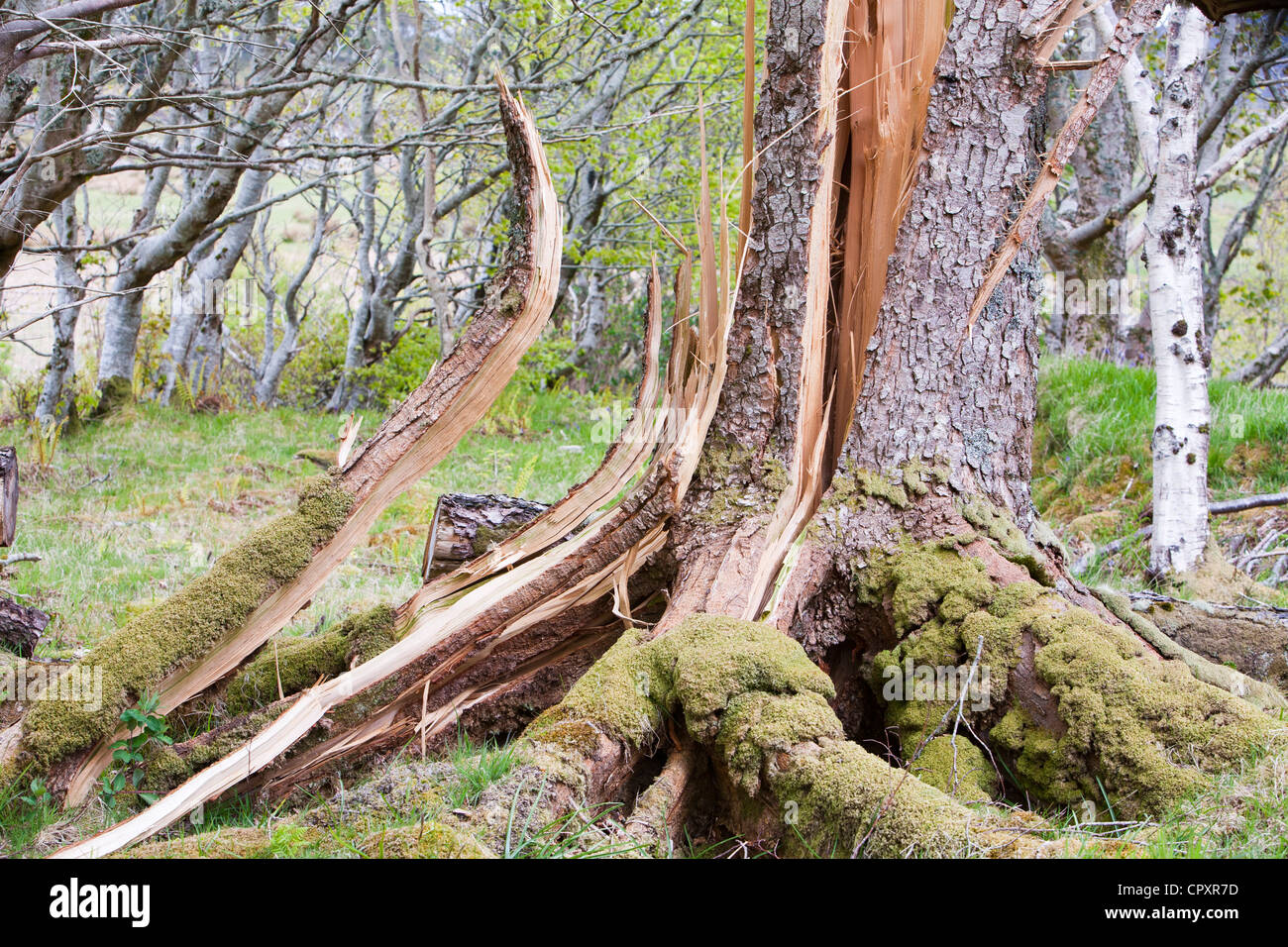 Trees in woodland on the Isle of Eigg that were blown over by hurricane force winds in December 2011 Stock Photo