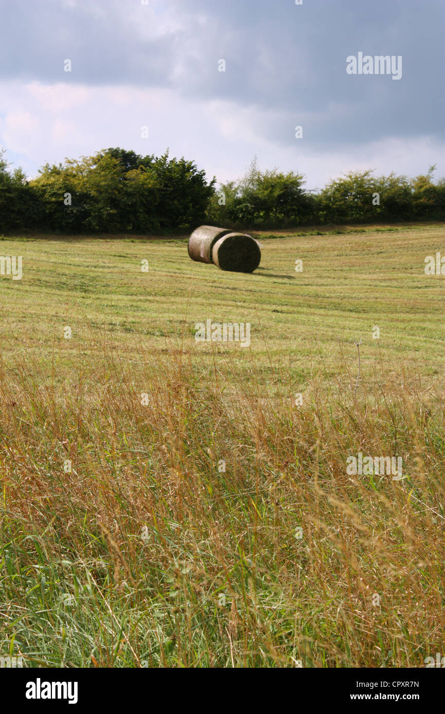Green field landscape in country side Stock Photo