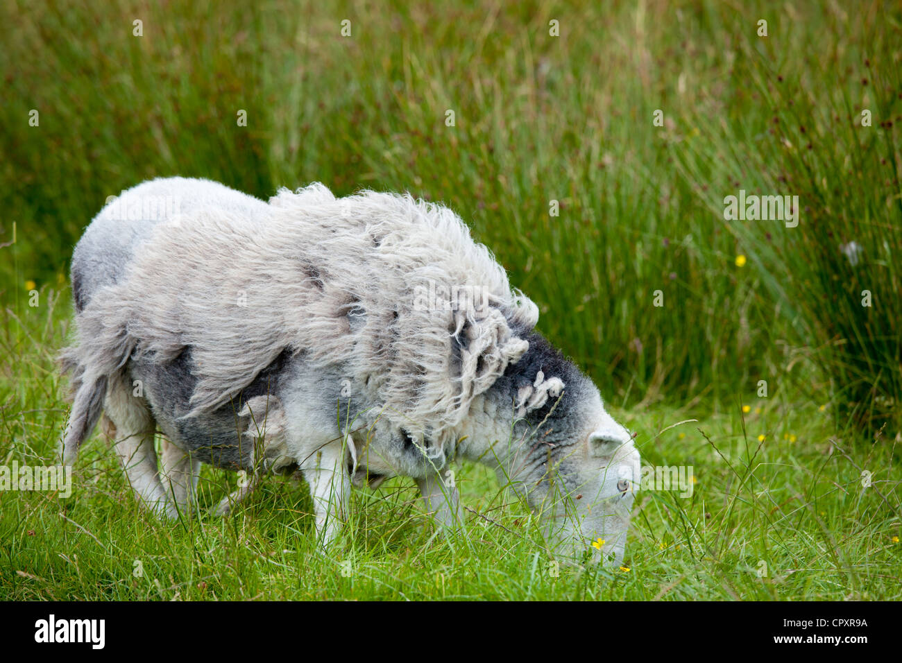 Traditional Herdwick sheep awaiting shearing and grazing on grass at Langdale in the Lake District National Park, Cumbria, UK Stock Photo