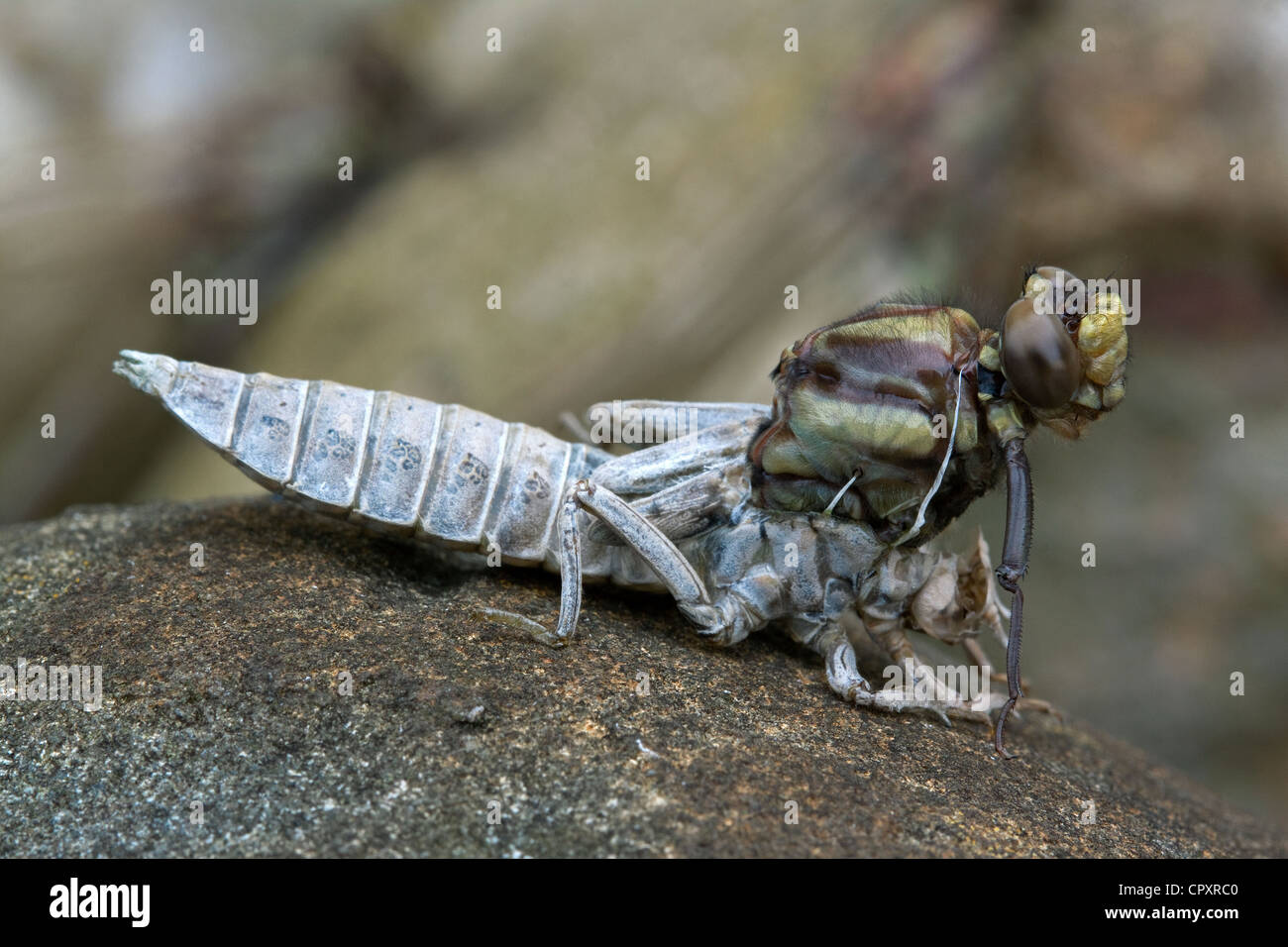 Metamorphosis, Dragonfly adult emerging from nymphal skin Eastern USA Stock Photo