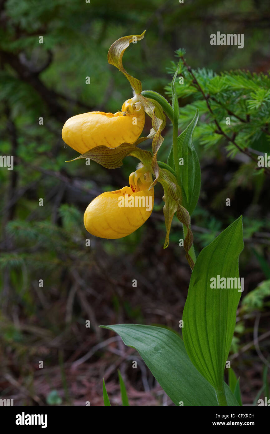 Pair of Yellow Lady's-Slipper Orchid blossoms Cypripedium calceolus variety pubescens Michigan USA Stock Photo