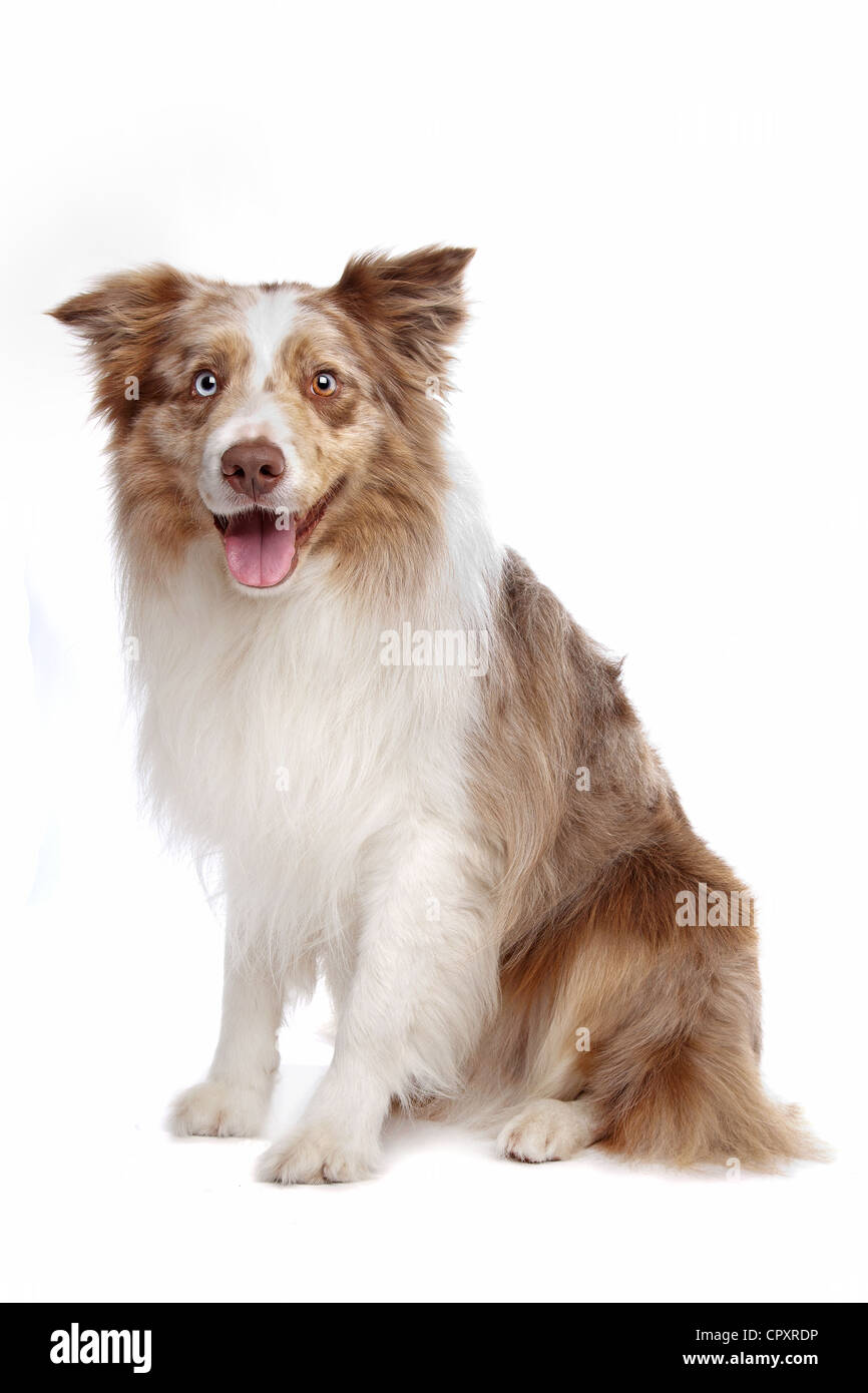 Border collie sheepdog in front of a white background Stock Photo