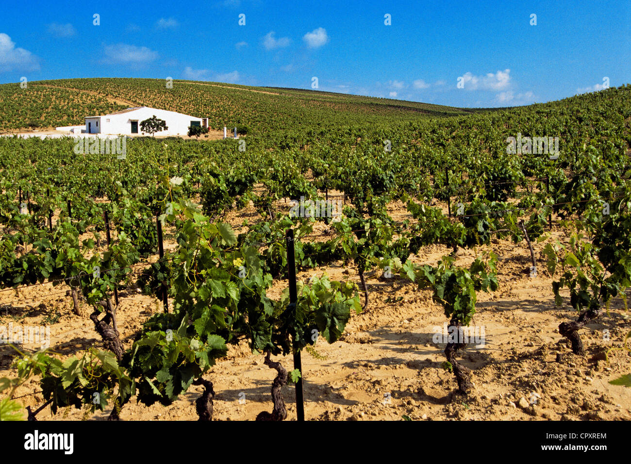 Spain, Andalusia, Cadiz Province, Jerez de la Frontera, vineyards