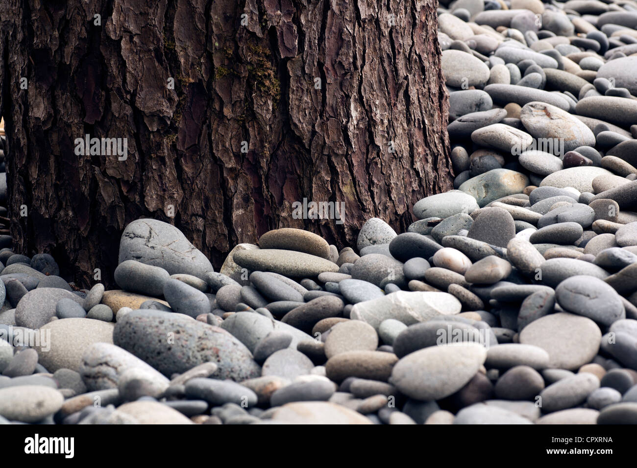 Tree Trunk and Rocks on Rialto Beach, near La Push, Washington USA Stock Photo