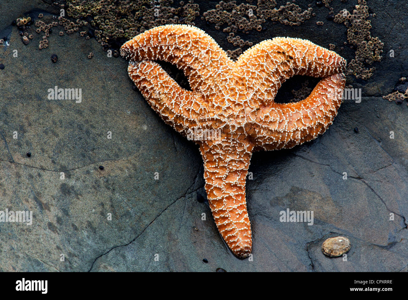 Active Star Rialto Sea Star - Rialto Beach, near La Push, Washington USA Stock Photo - Alamy