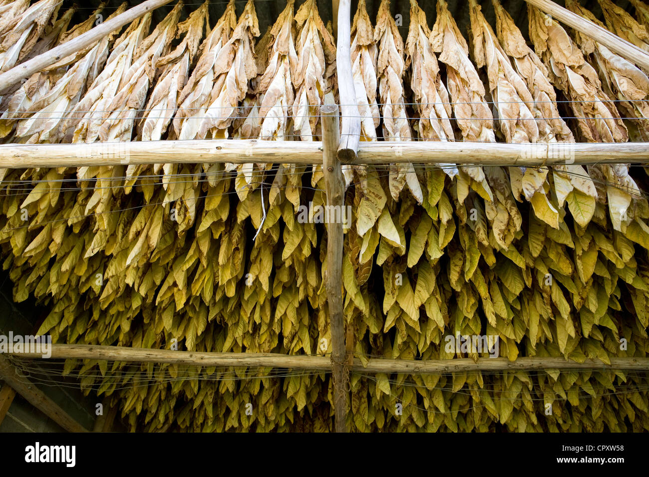 medicinal uses of tobacco in history Aztec advances in health eg medicinal use of tobacco