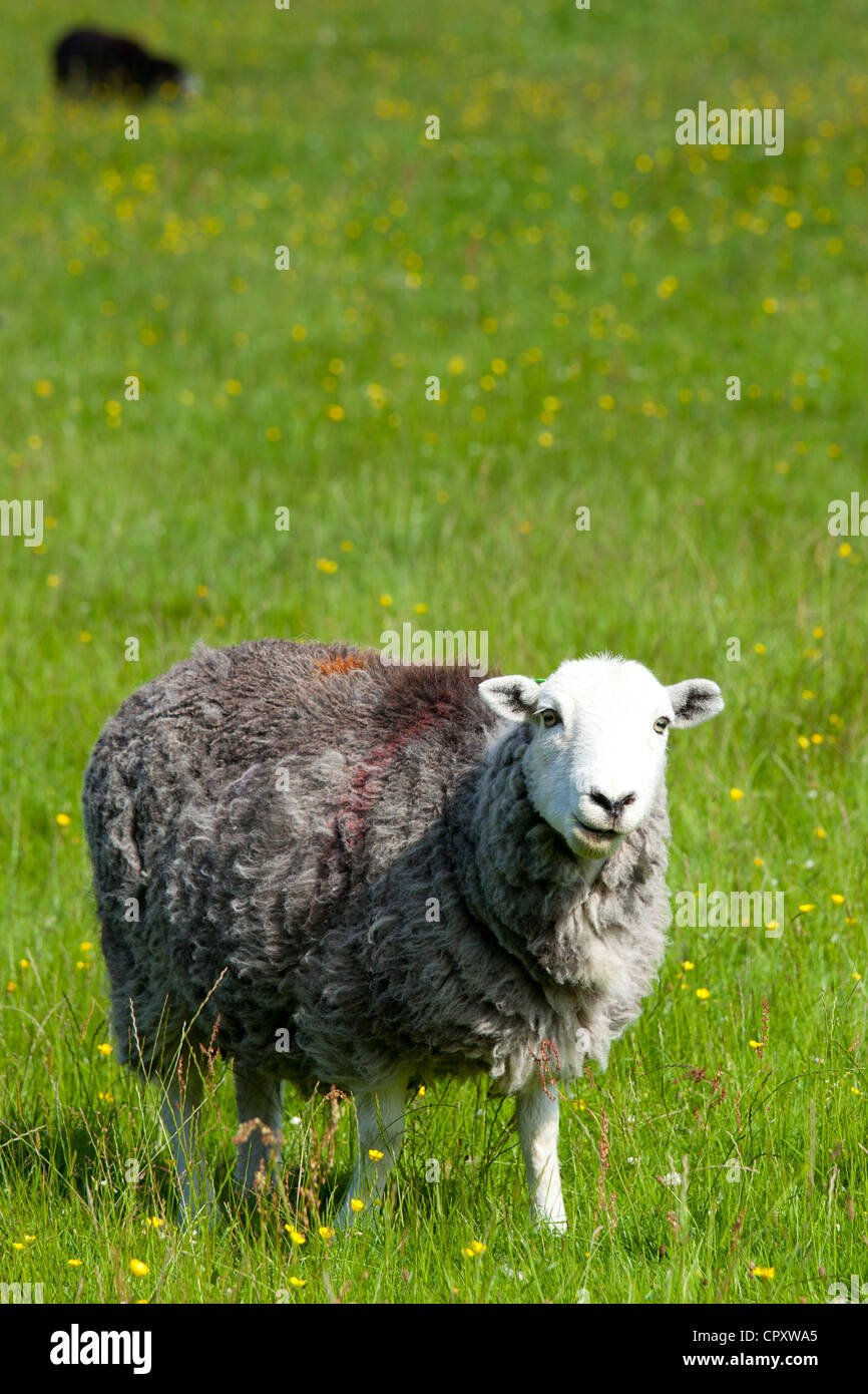 Traditional Herdwick sheep at Eskdale in the Lake District National Park, Cumbria, UK Stock Photo