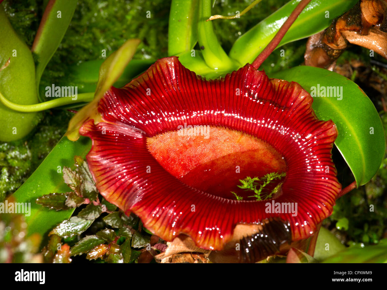 Nepenthes close up Stock Photo