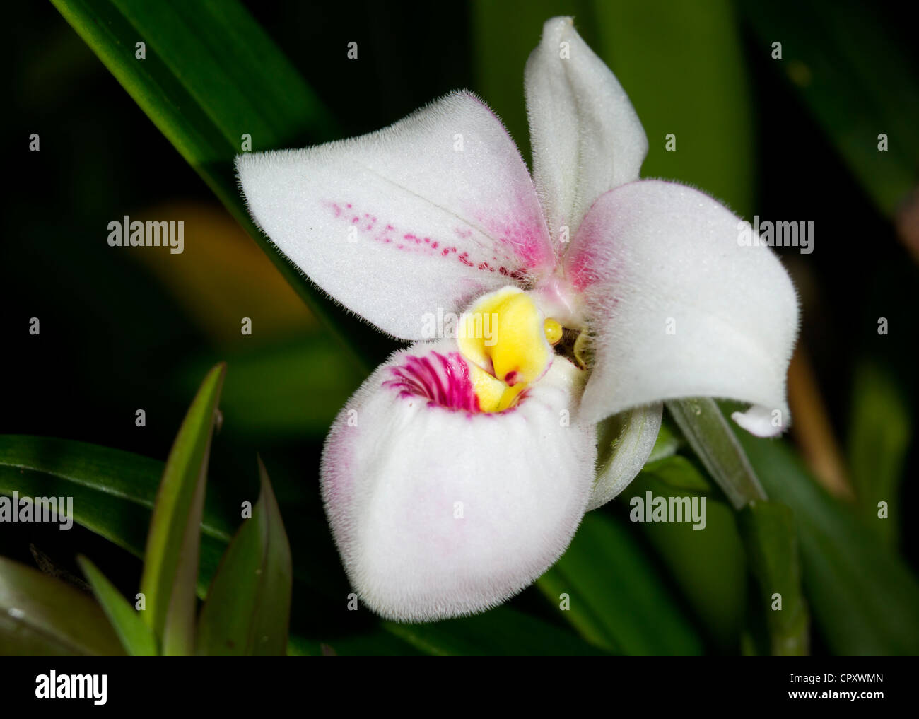 Paphiopedilum delenatii, rare pink orchid Stock Photo