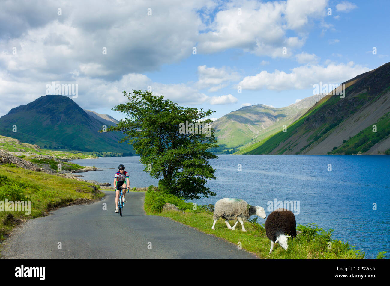 Cyclist passes traditional Herdwick sheep grazing by the road at Wastwater in the Lake District National Park, Cumbria, UK Stock Photo