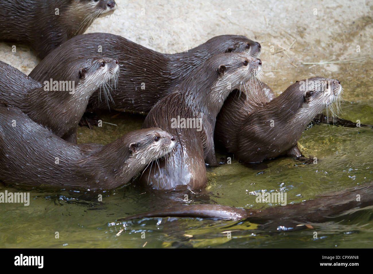 River Otters Stock Photo