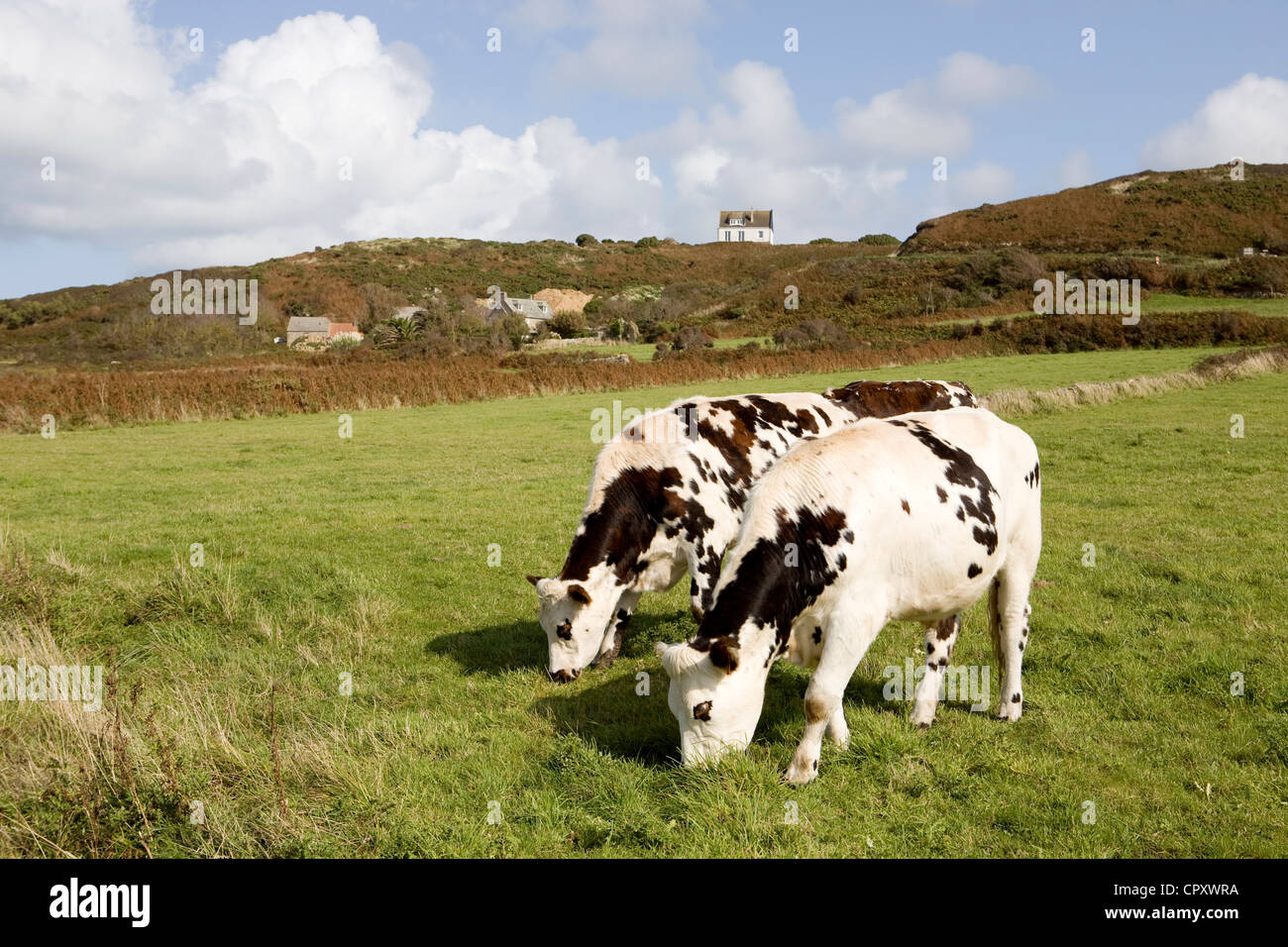 France, Manche, Cotentin, Cap de la Hague, Goury, Norman cows in the meadow Stock Photo