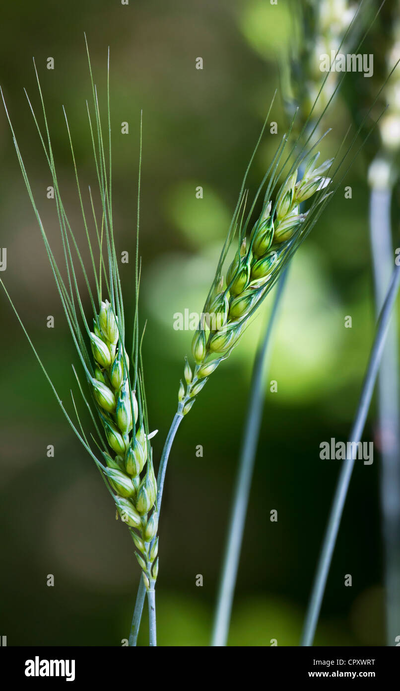 Durum wheat Stock Photo