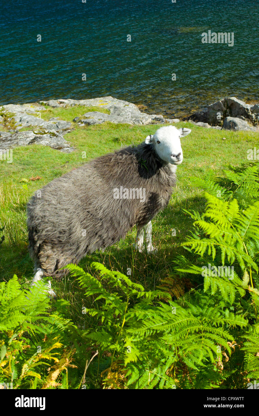 Traditional Herdwick sheep grazing by the road at Wastwater in the Lake District National Park, Cumbria, UK Stock Photo