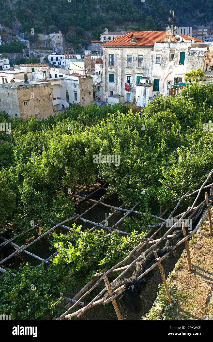 Italy, Campania, Amalfi Coast, listed as World Heritage by UNESCO, Amalfi, lemon trees Stock Photo