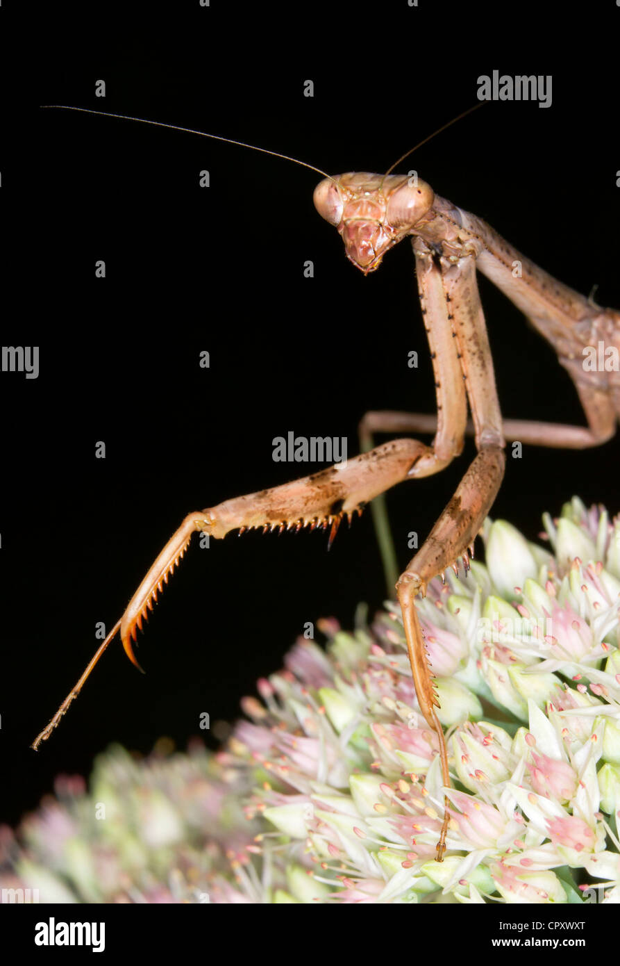 Praying mantis on flowers Stock Photo Alamy