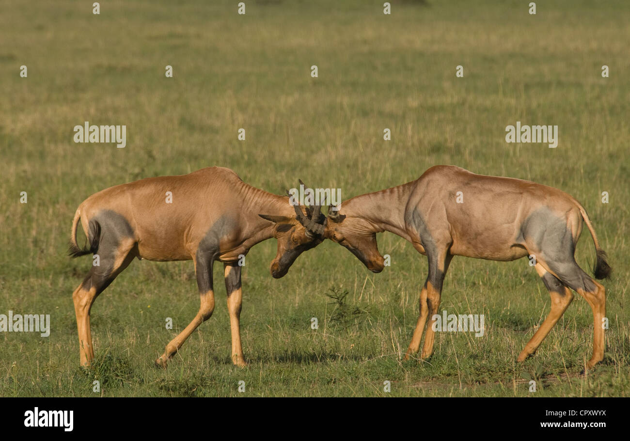 Two Topis Two male topis hi-res stock photography and images - Alamy