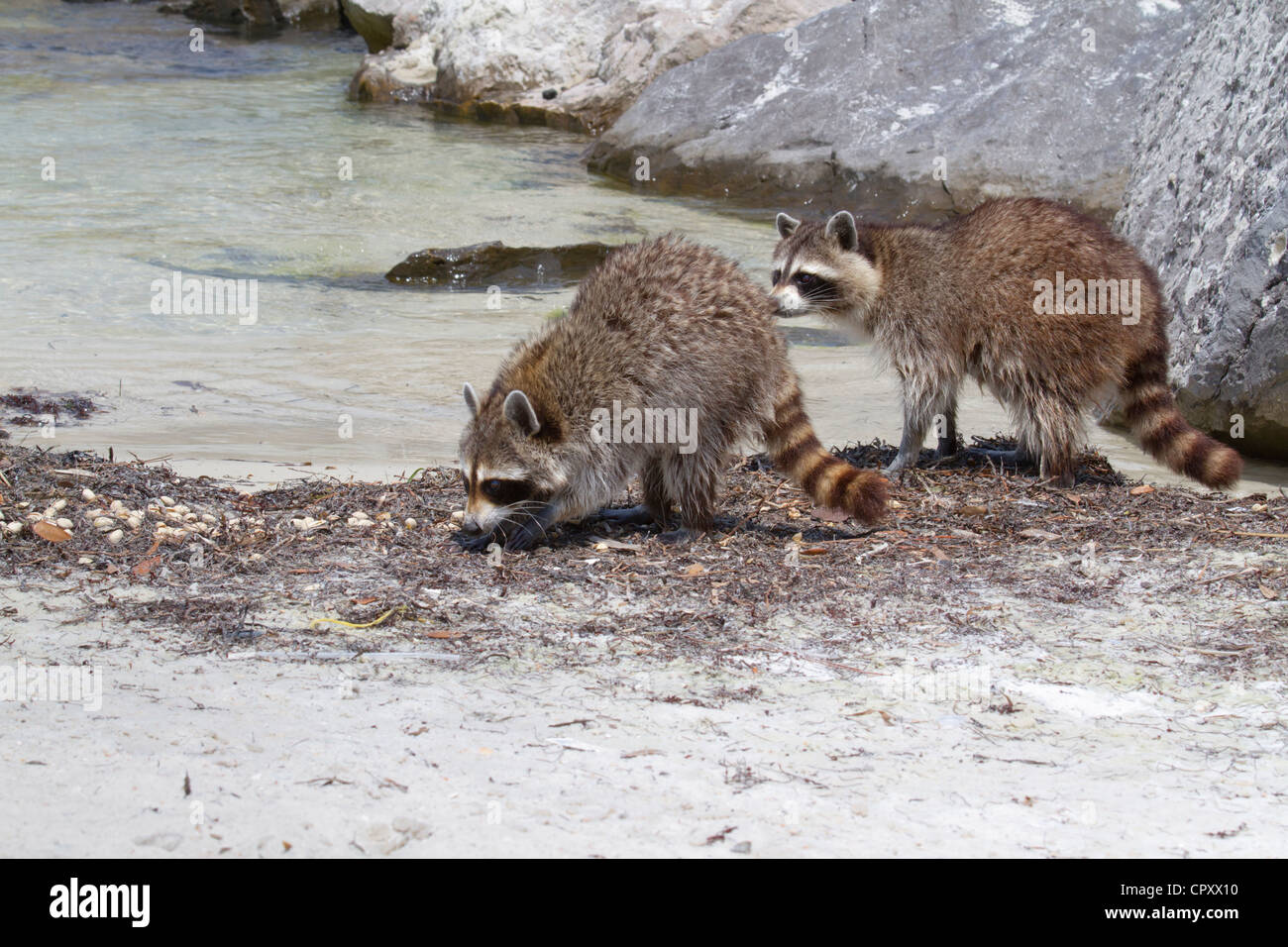 Raccoons on the beach looking for food Stock Photo - Alamy