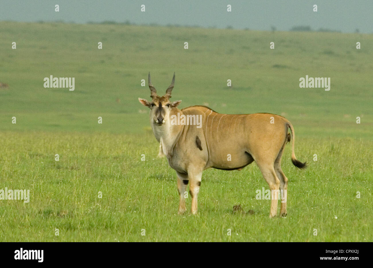 Eland standing in plains Stock Photo