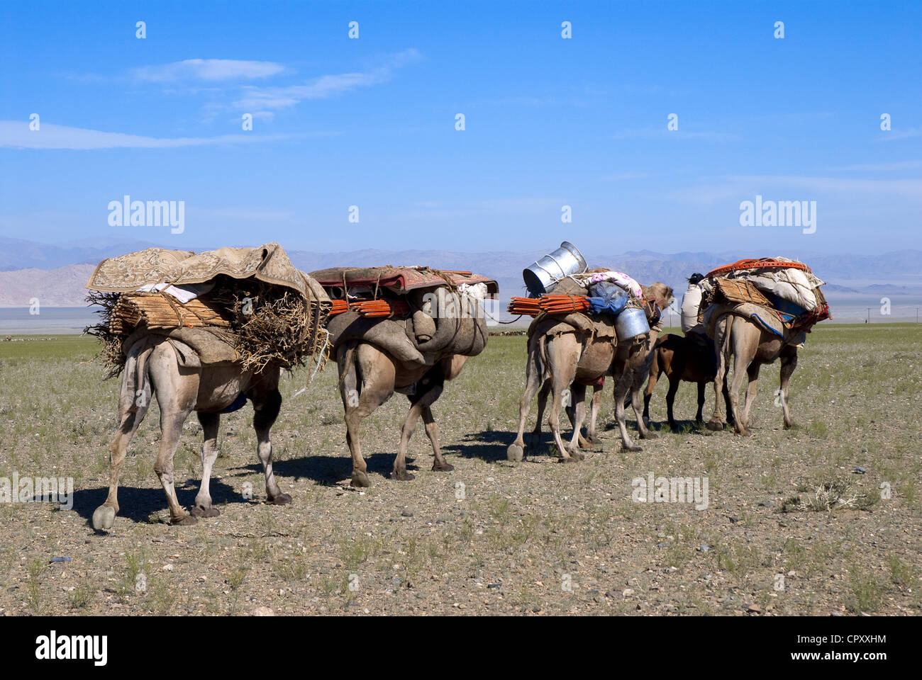 Mongolia, Khovd Region, Mongols nomads moving on camels' back Stock Photo
