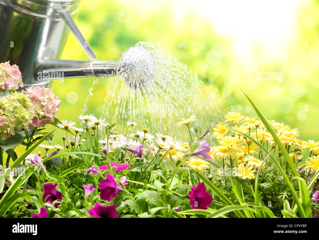 Gardening work- Watering flowers in a garden. Stock Photo
