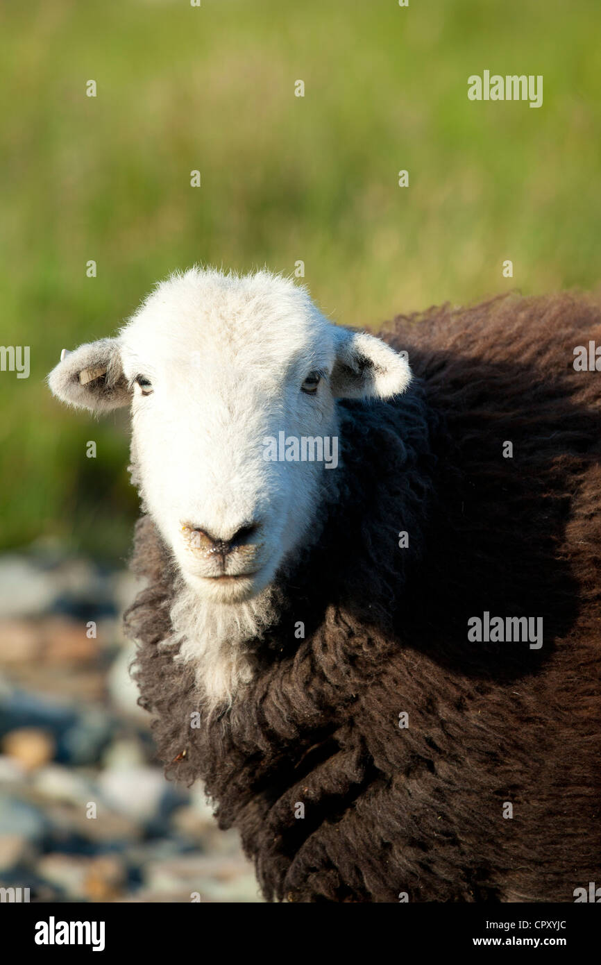 Traditional Herdwick sheep in the Lake District National Park, Cumbria, UK Stock Photo