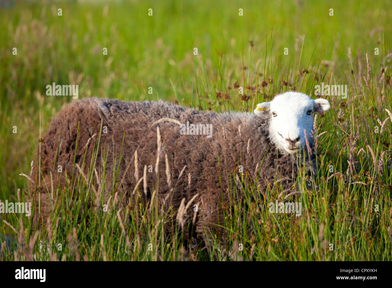 Traditional Herdwick sheep in the Lake District National Park, Cumbria, UK Stock Photo