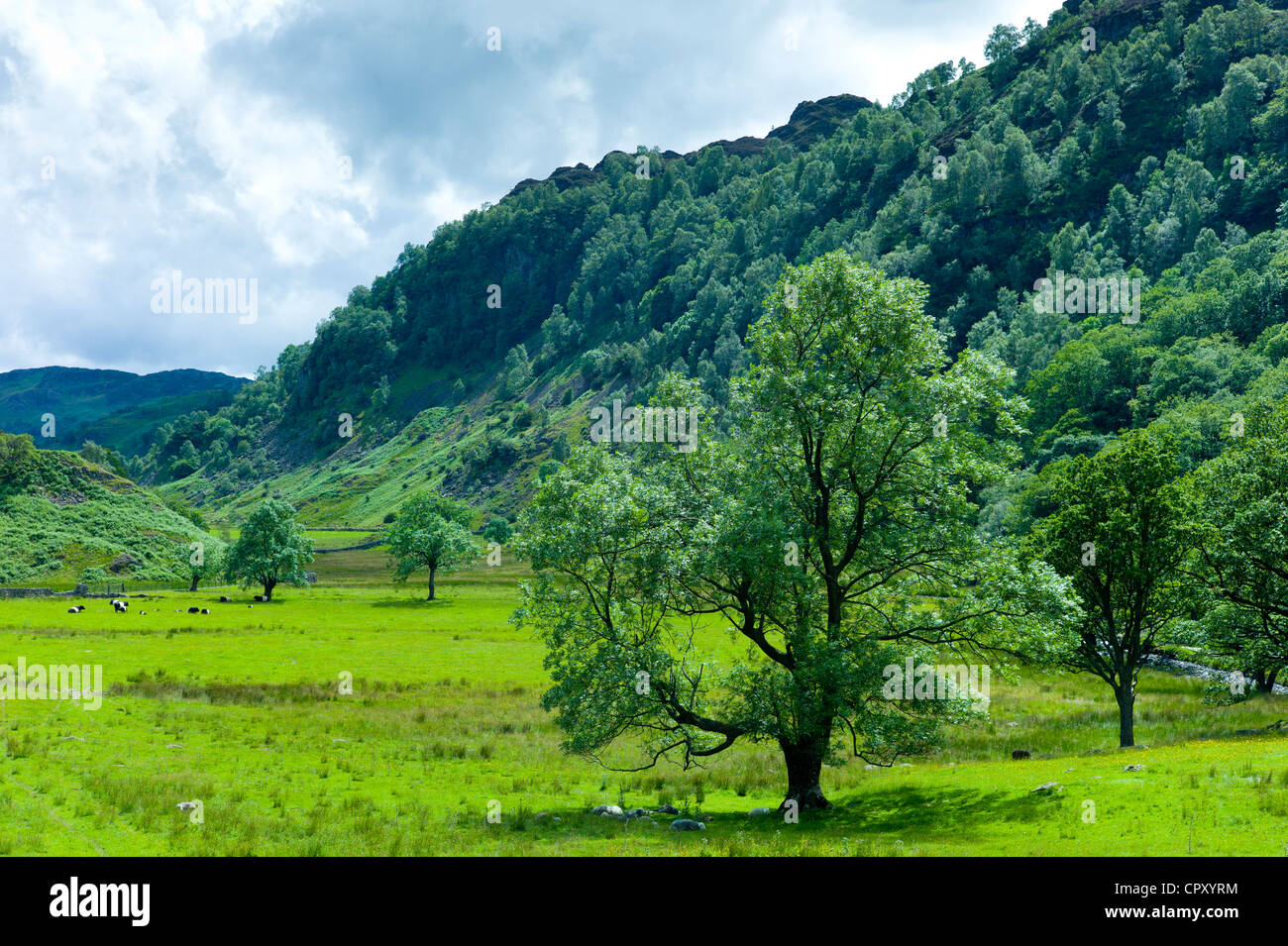 Ash trees by Grange Fell near Watendlath in the Lake District National Park, Cumbria, UK Stock Photo