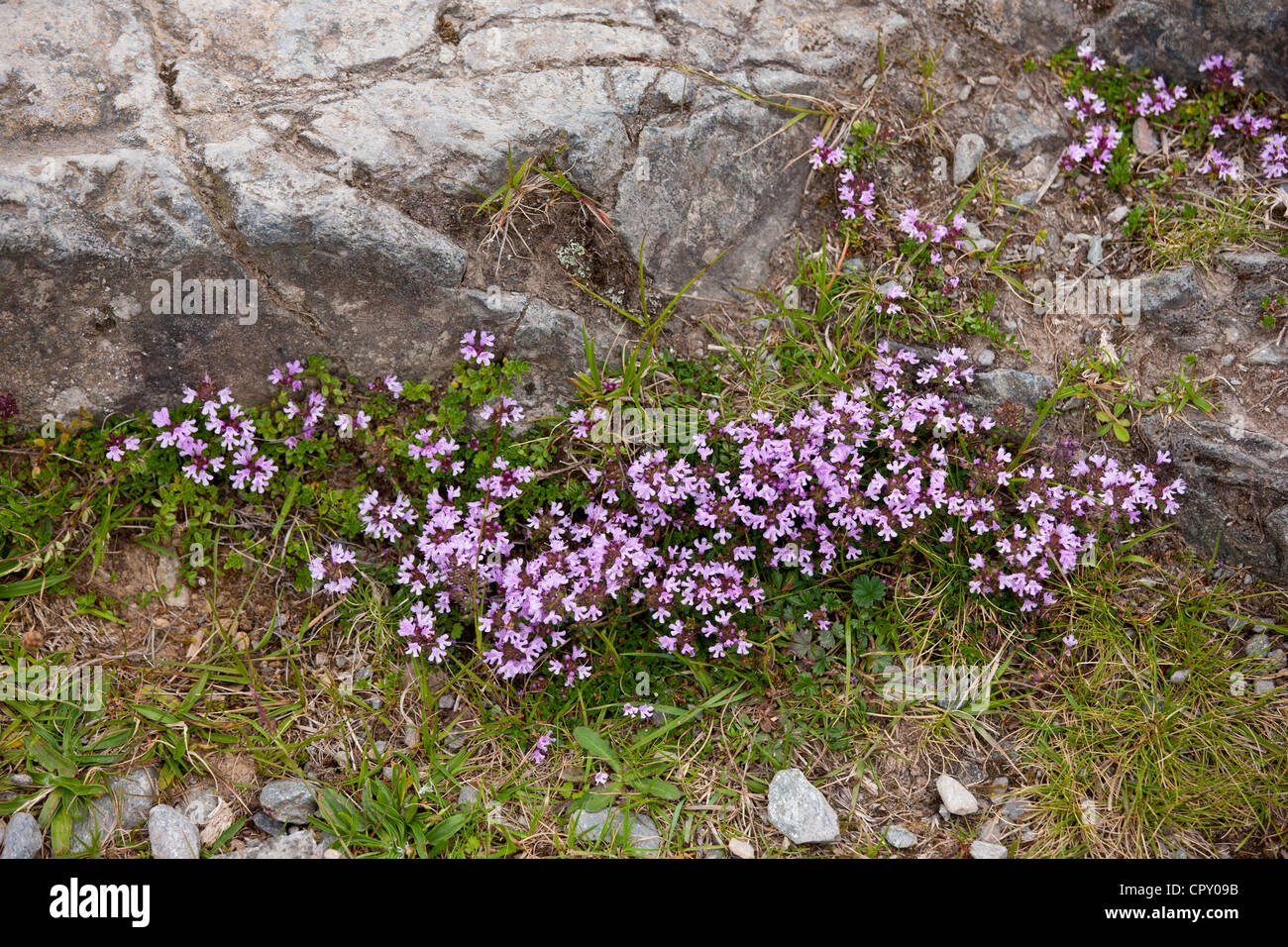 Wildflowers near Watendlath in Lake District National Park, Cumbria, UK Stock Photo