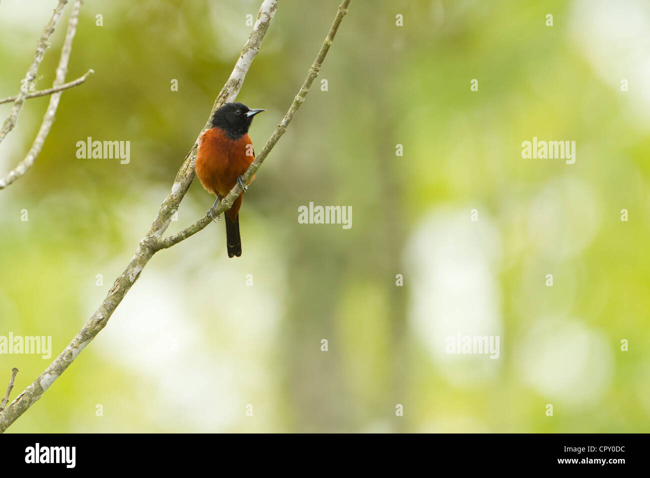 Orchard Oriole Hi-res Stock Photography And Images - Alamy