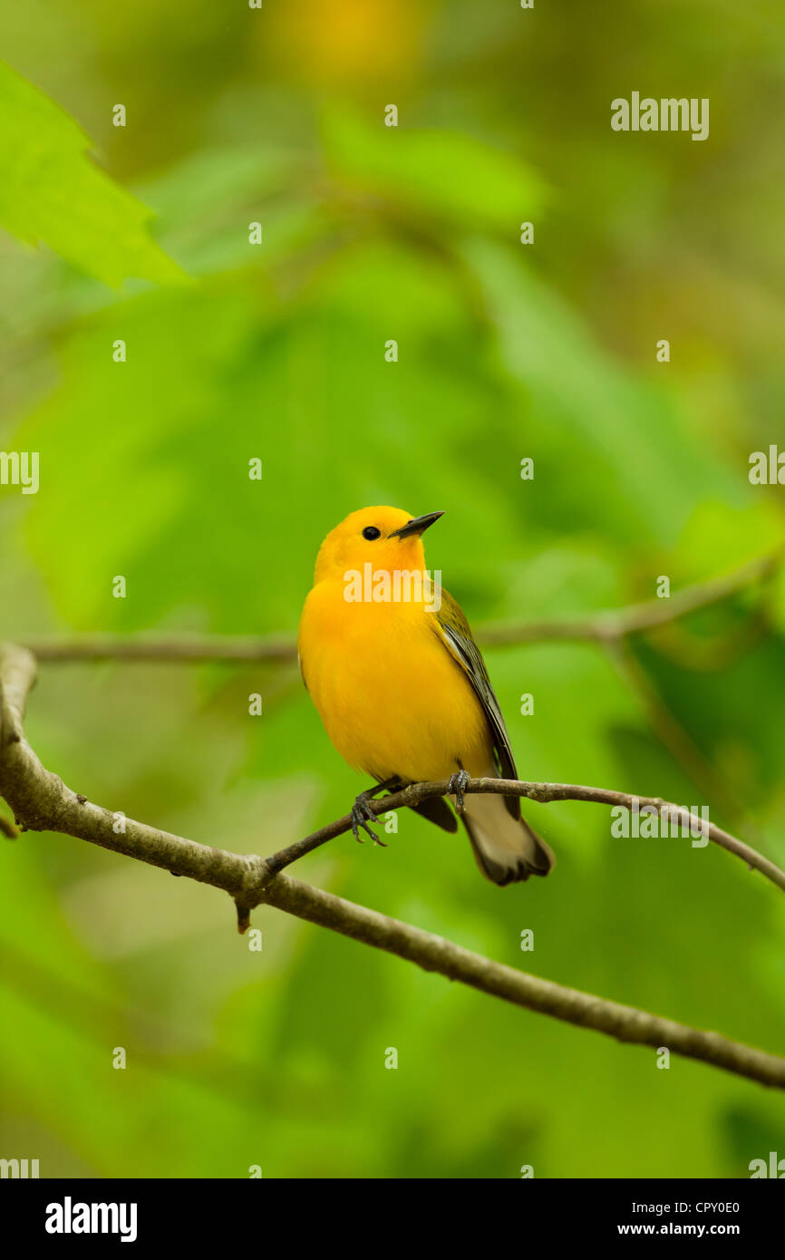prothonotary warbler Stock Photo