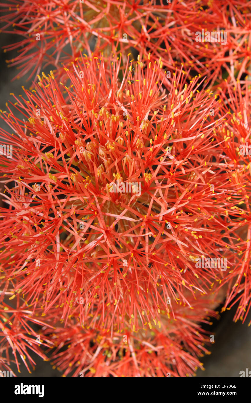 Blood Flower, Katherine Wheel (Haemanthus multiflorus katharinae Stock