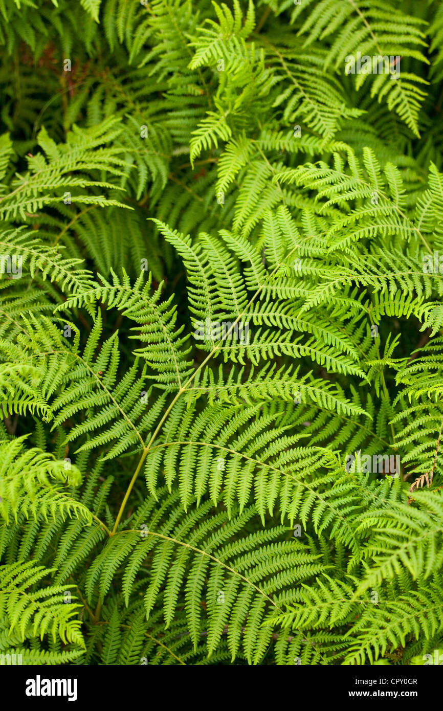 Bracken ferns near Watendlath in the Lake District National Park, Cumbria, UK Stock Photo