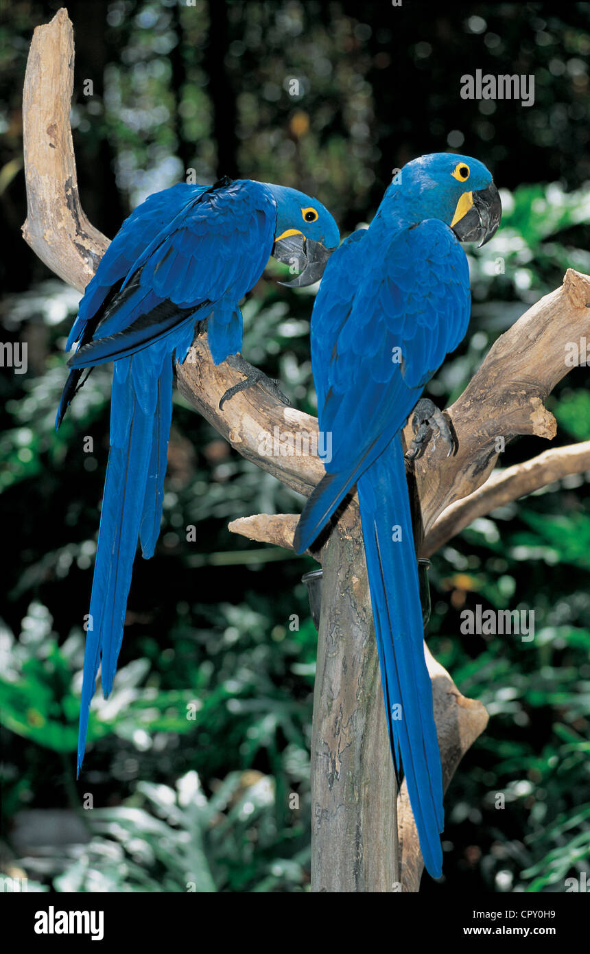 Parrots A Hi-res Stock Photography And Images - Alamy