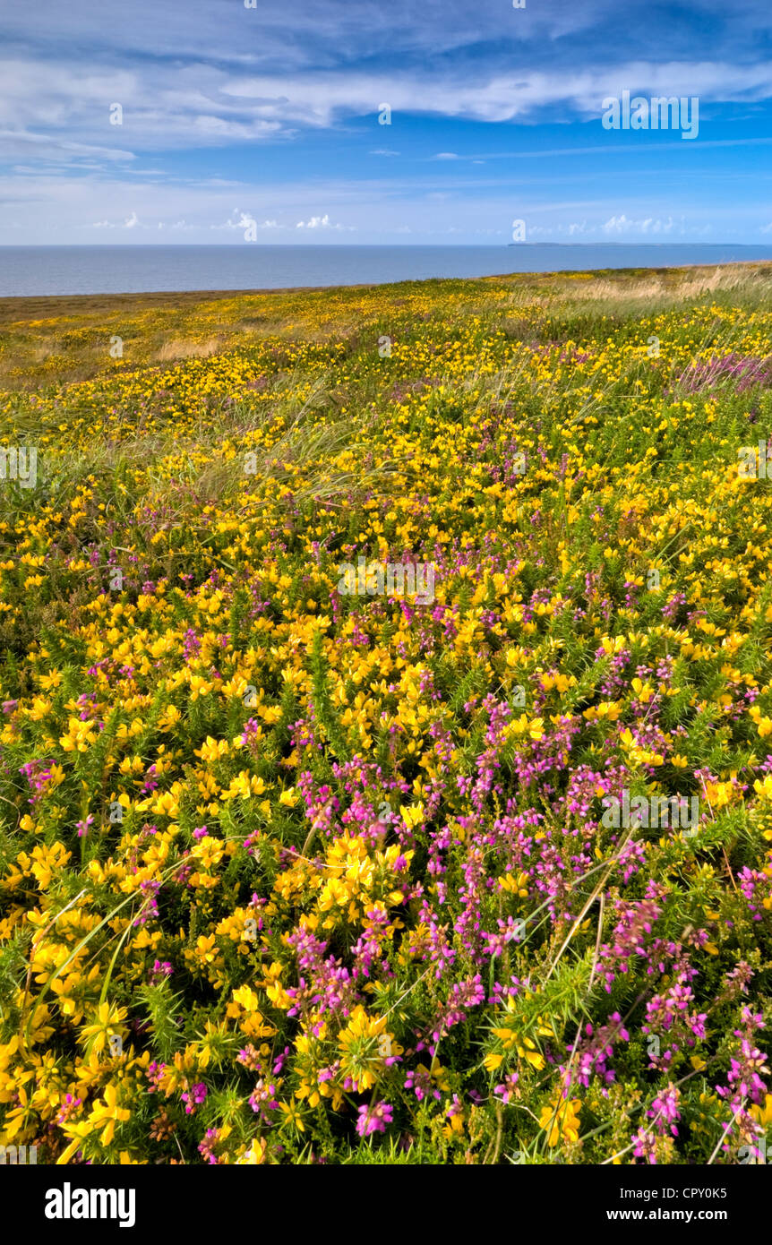 Yellow flowers meadow with blue sky and ocean Stock Photo - Alamy