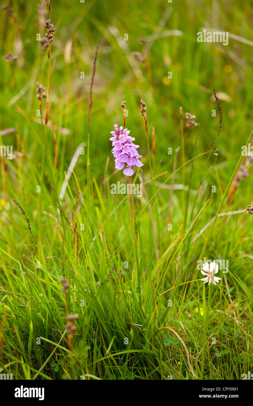 Pyramidal Wild Orchid wildflower, Anacamptis Pyramidalis, near Watendlath in the Lake District National Park, Cumbria, UK Stock Photo