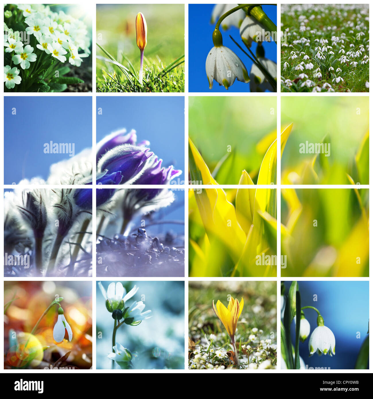 spring flowers collage Stock Photo - Alamy