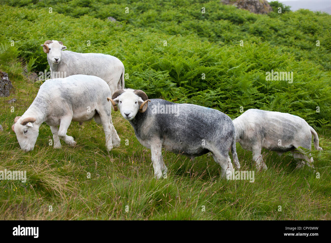 Traditional Herdwick sheep and ram in the Lake District National Park, Cumbria, UK Stock Photo