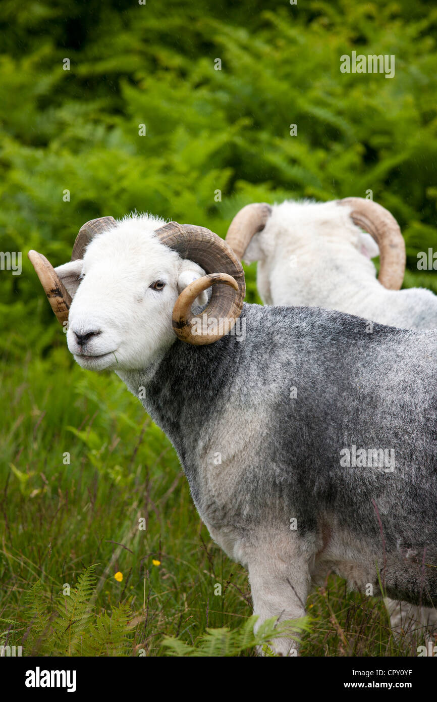 Traditional Herdwick sheep ram in the Lake District National Park, Cumbria, UK Stock Photo