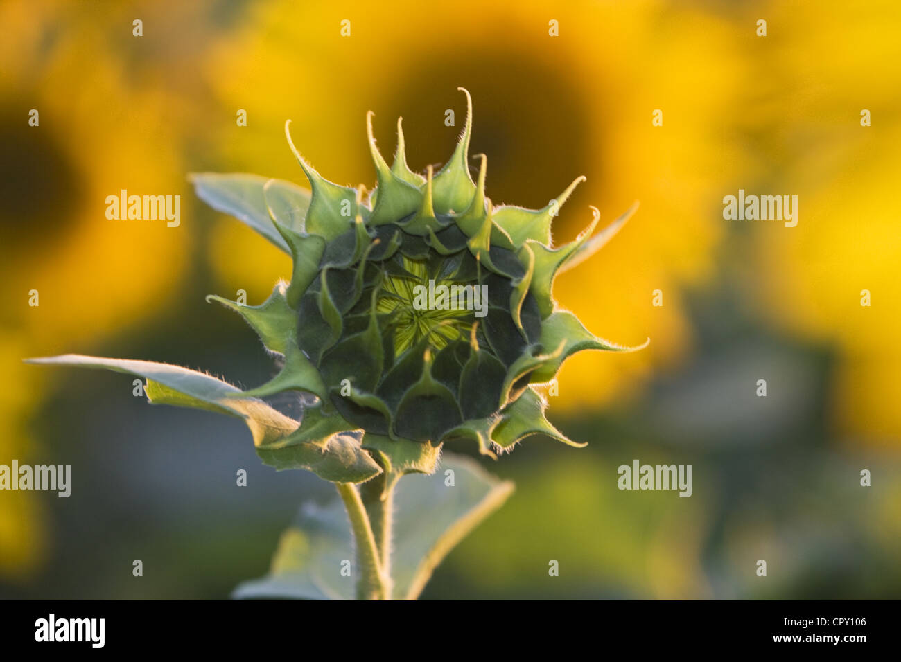 Close-up image of a sunflower bud in a field. Stock Photo