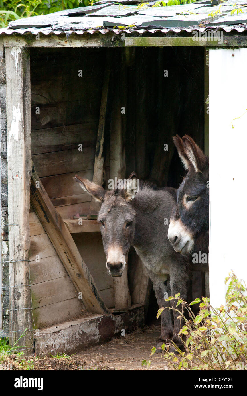Traditional lakeland donkeys in the Lake District National Park, Cumbria, UK Stock Photo