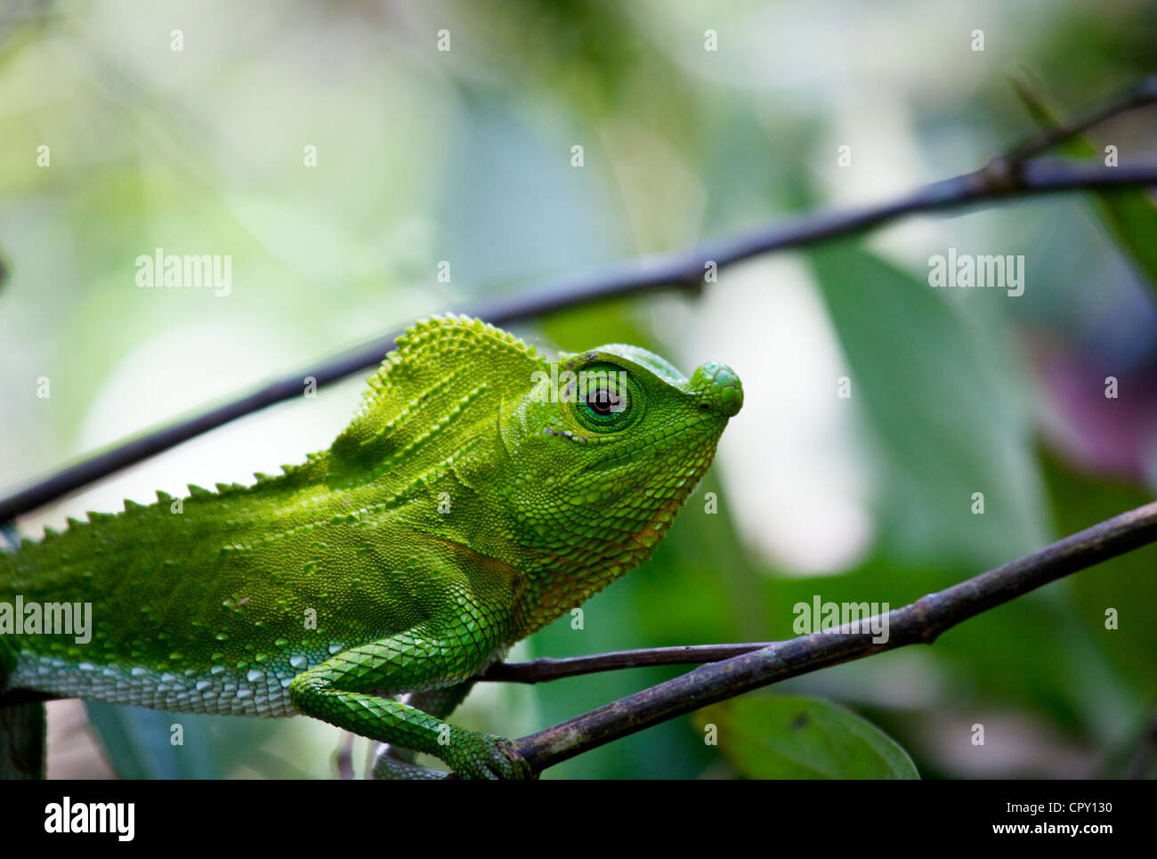 chameleon in rain forest on Sri Lanka Stock Photo