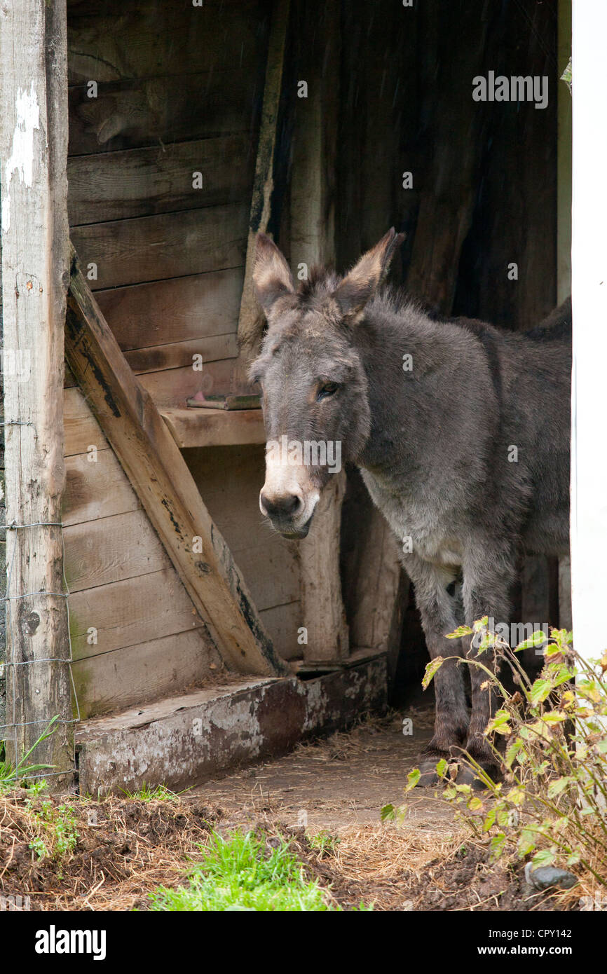 Traditional lakeland donkey in the Lake District National Park, Cumbria, UK Stock Photo