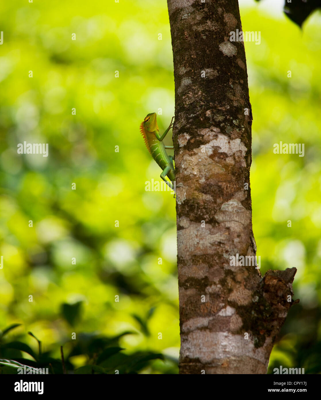 chameleon in rain forest on Sri Lanka Stock Photo