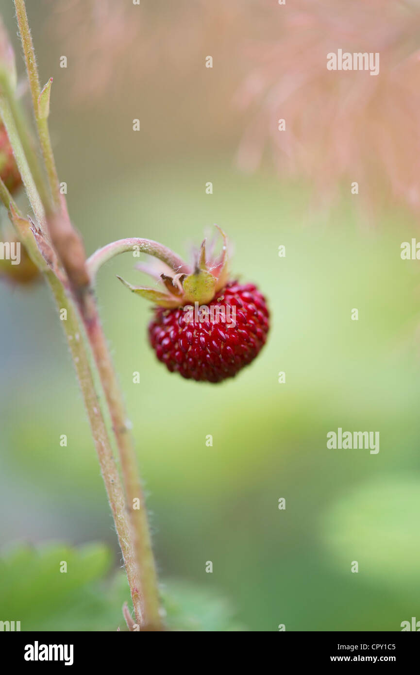 Fragaria vesca. Woodland Strawberry fruit. Wild strawberry Stock Photo