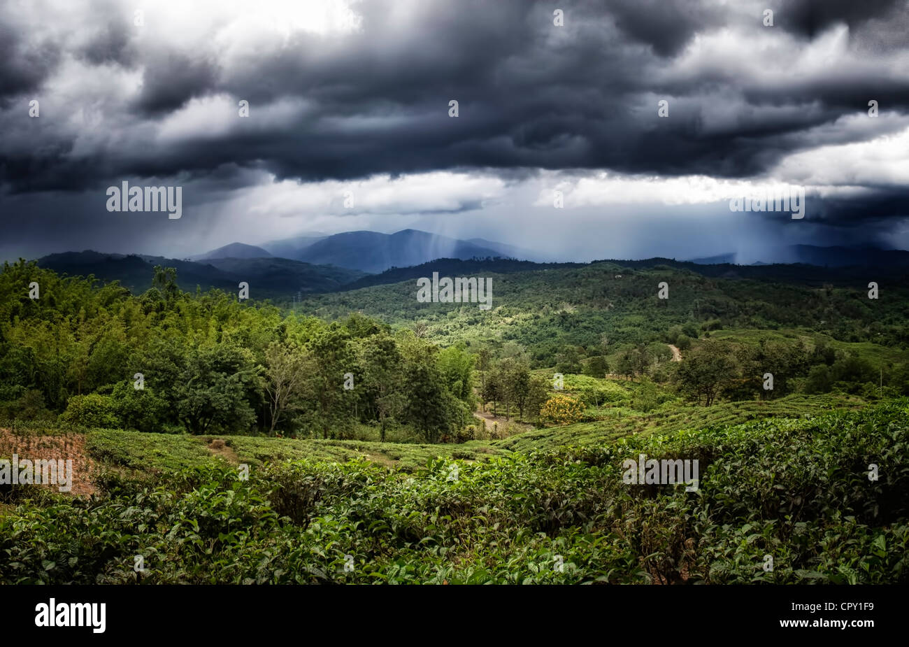 Heavy tropical rain storm, over looking a Tea Plantation, Sabah, Borneo, Malasia, with some Sunshine on Tea plants Stock Photo