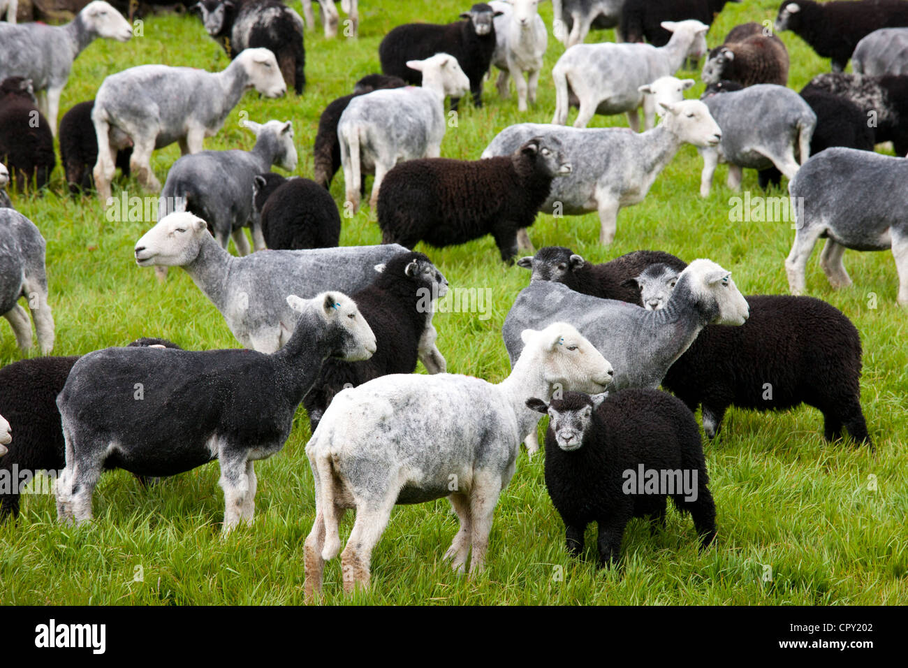 Herdwick sheep and lambs at Westhead Farm by Thirlmere in the Lake District National Park, Cumbria, UK Stock Photo