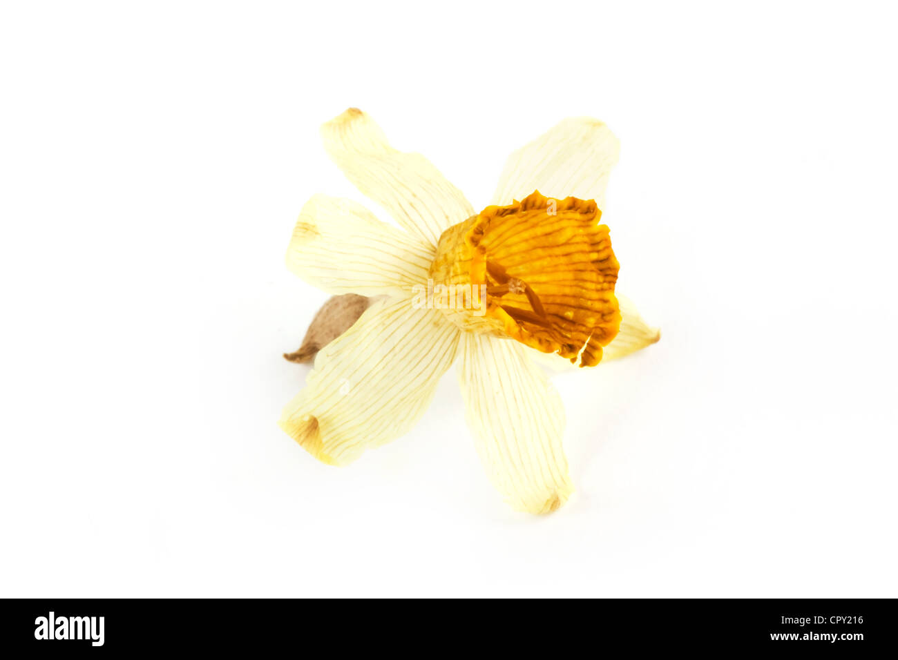 Dried dead flower over white Stock Photo Alamy