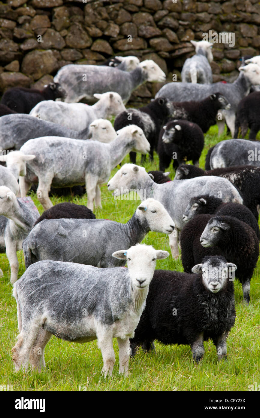 Herdwick sheep and lambs at Westhead Farm by Thirlmere in the Lake District National Park, Cumbria, UK Stock Photo