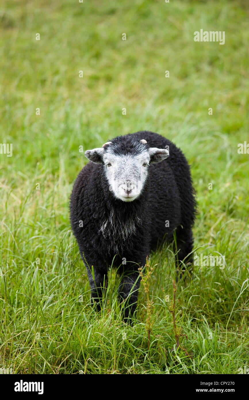 Herdwick sheep lamb at Westhead Farm by Thirlmere in the Lake District National Park, Cumbria, UK Stock Photo